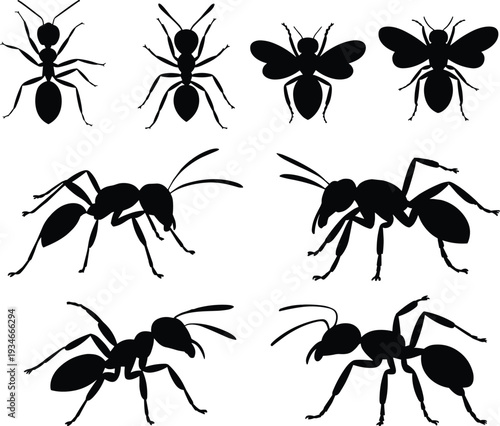 Set of Black Ant and Flying Ant Silhouettes in Different Poses Isolated on White Background, Detailed Social Insect Collection for Entomology and Pest Control Design