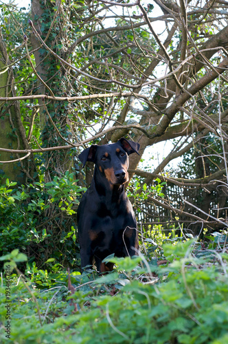 Doberman dog in the woods