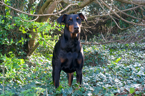 Doberman dog in the woods