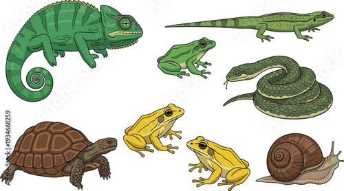 Cartoon Illustration of Reptiles and Amphibians Collection, Green Chameleon, Snake, Lizard, Frogs, Tortoise, and Snail Vector Set on White Background