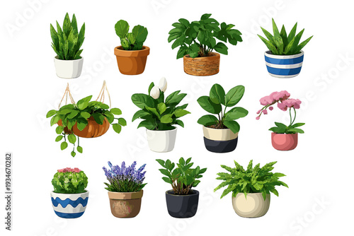 Collection of indoor plants in various pots arranged on a white