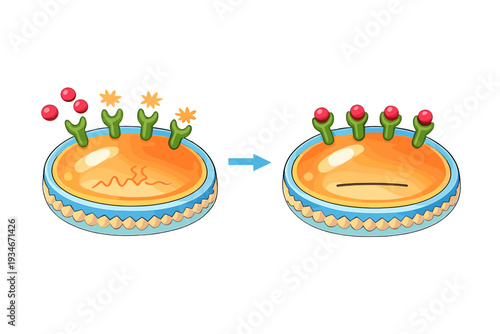 Growth and change of a cellular structure during a biological process