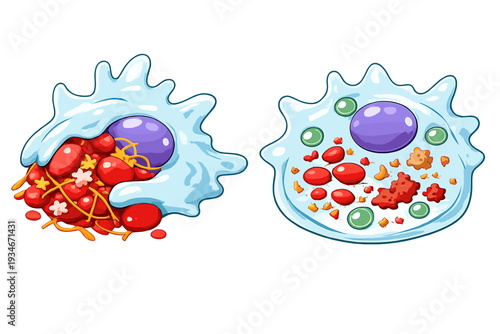 Cell structures with cytoplasm and organelles show activity in a