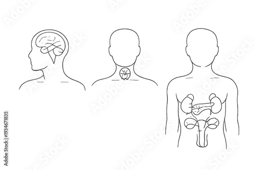 Diagrams showing different human body parts including brain heart and