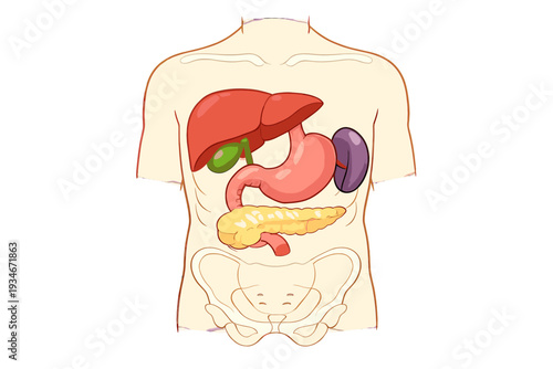 Diagram of human digestive organs including liver stomach pancreas and