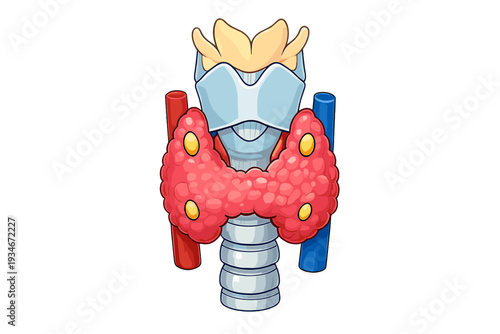 Detailed diagram of human thyroid gland showing structure and position
