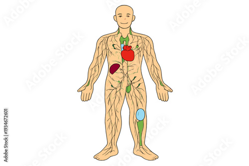 Diagram showing human body with major organs and circulatory system