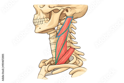 Skeleton diagram showing human neck muscles and structure in a
