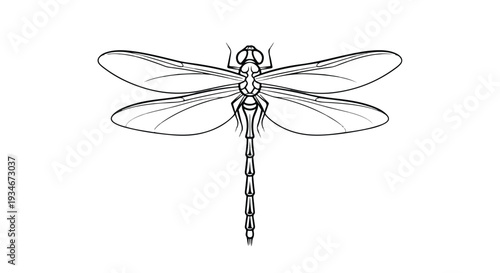 Detailed line drawing of a dragonfly with spread wings on a white background.