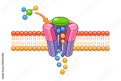 Diagram shows a cellular membrane transport process involving ion