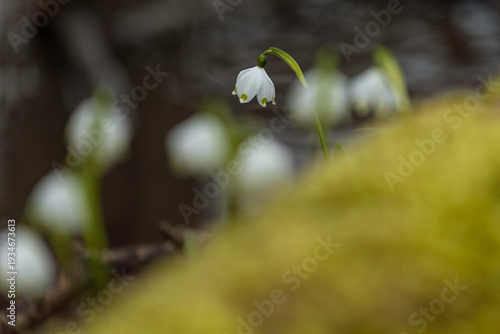 Aufnahme von Frühblühern, dem Märzenbecher, in wilder Natur.