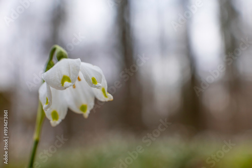 Aufnahme einer Märzenbecherblüte, vor soften Hintergrund.