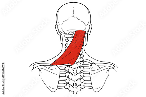 Diagram showing muscles of the human neck with a focus on the