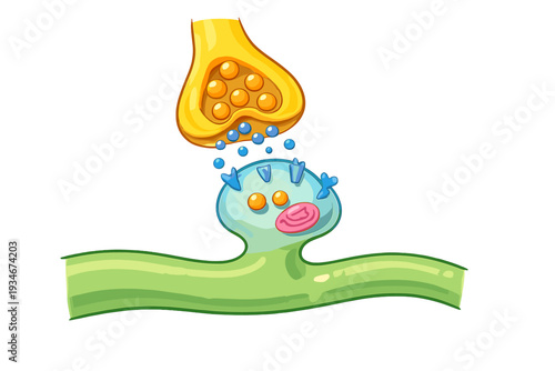 Understanding the process of neurotransmitter release in a synapse