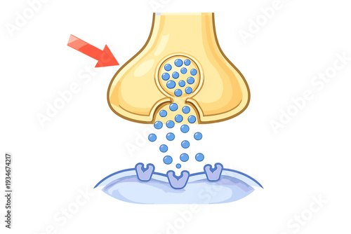 Understanding the process of neurotransmitter release at a synapse in