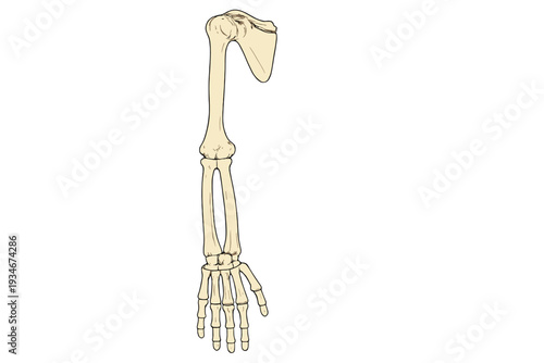 Detailed view of a human arm skeleton showing bones from shoulder to