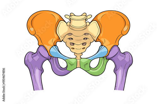 Detailed view of the human pelvis showing bones and structure for