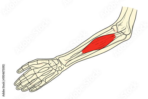 Muscle structure of the human forearm with highlighted flexor muscle