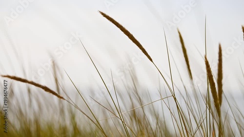 Tall beach grass swaying gently in soft seaside breeze under overcast sky