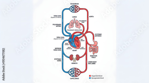 Human circulatory system diagram showing blood flow