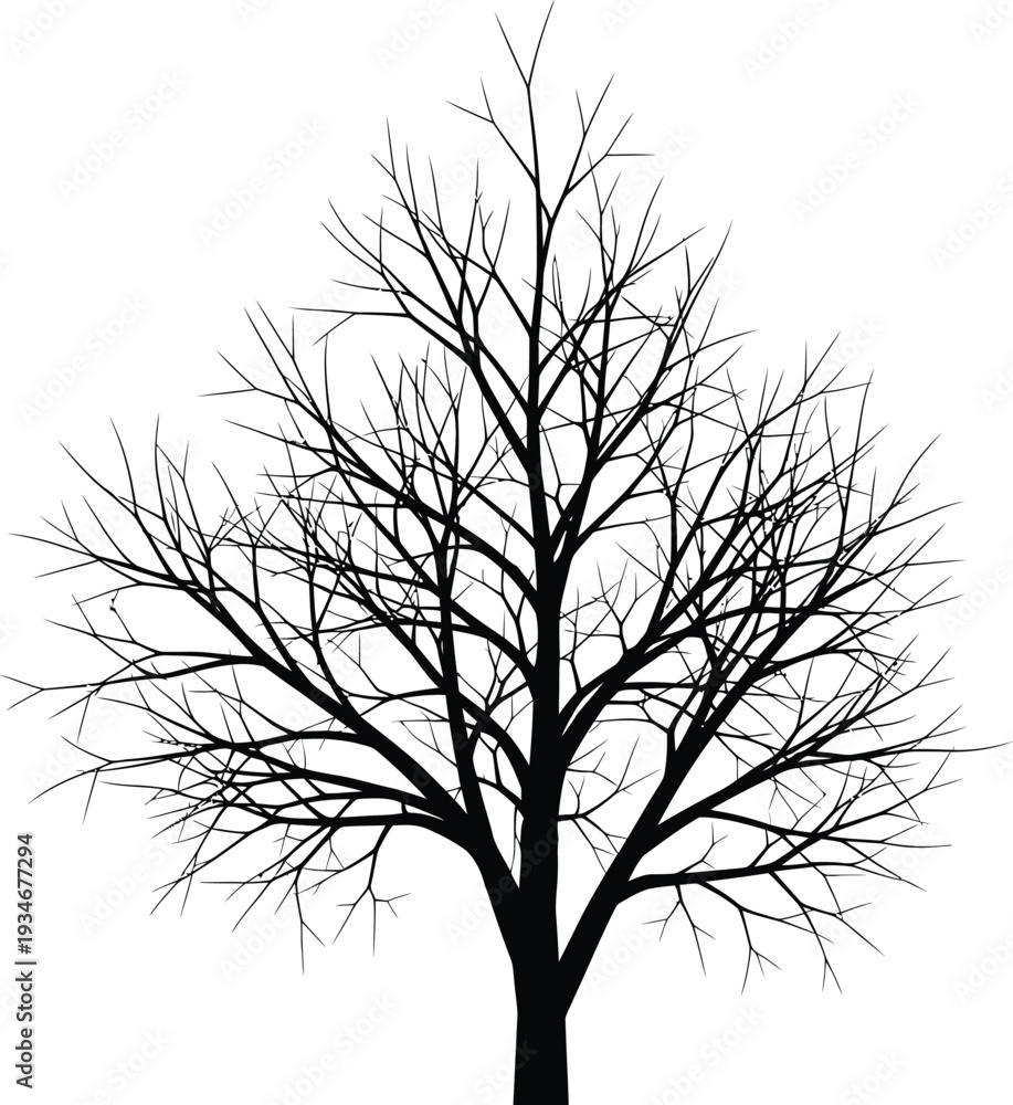 Obraz premium Bare tree silhouette against white background