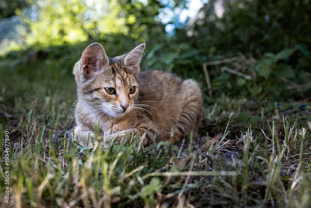 Obraz premium Ginger Cat Relaxing in Garden