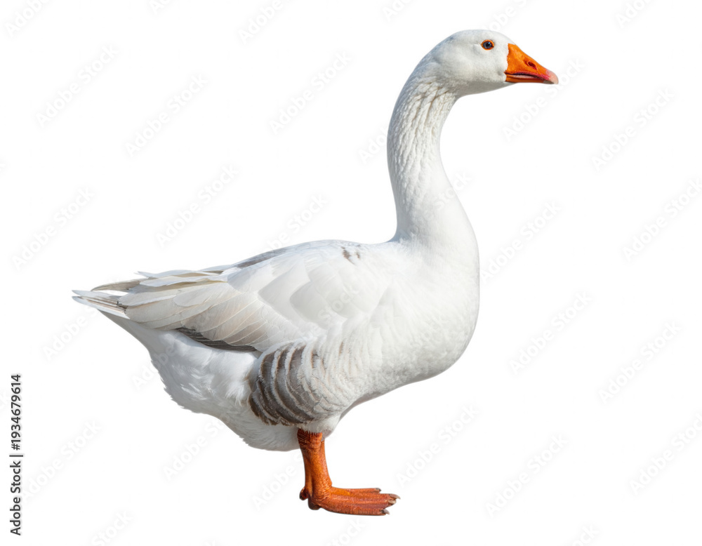 Obraz premium Transparent background White goose with orange beak and feet... isolated on a transparent background