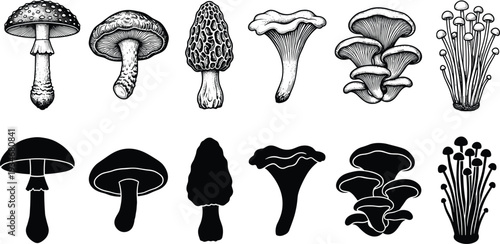Vintage Mushroom Illustration and Silhouette Set, Hand Drawn Edible and Poisonous Fungi Icons, Wild Forest Mushrooms for Nature and Botanical Design