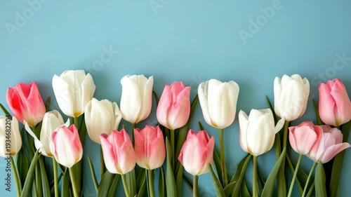 Soft pink and white tulips line a blue backdrop. Petals gleam with gentle, natural light. Green stems stand straight and fresh. Flowers face forward, creating a neat row