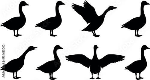 Vector Silhouette Collection of Ducks and Geese in Various Poses Including Standing, Flying, and Spreading Wings for Nature Wildlife and Farm Design.