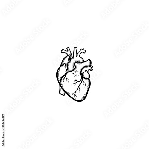 Anatomical Illustration of Human Heart.