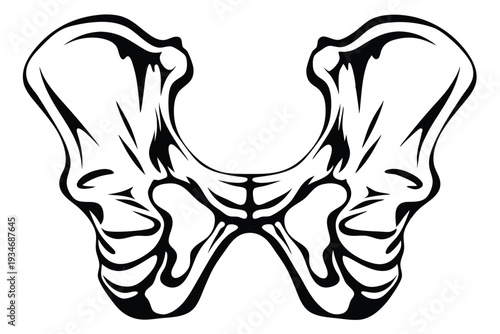Bold pelvis bone depicts an anatomical hip girdle structure in black and white