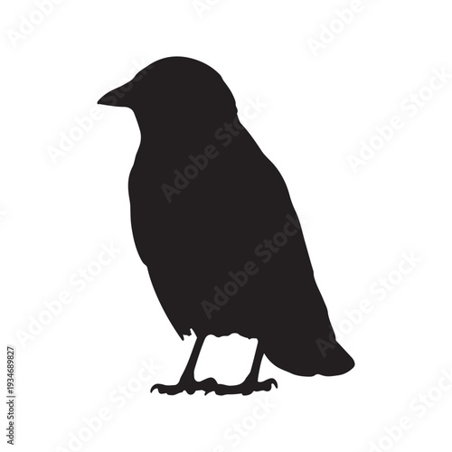 silhouette Jackdaw Corvus monedula on white back ground