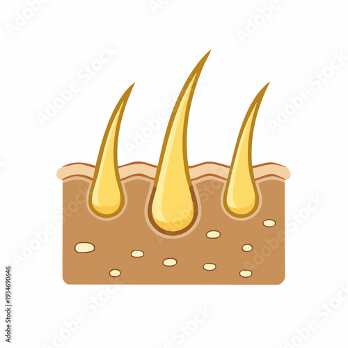 Illustration of a section of skin showing hair follicles and epidermal layers.