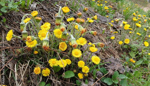 Bild auf Leinwand Blooming coltsfoot (Tussilago farfara), a medicinal early spring plant, growing among fresh grass in the wild