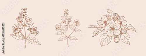 Three different line drawings of flowers and plants in various stages of bloom.