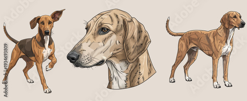 Banjara Hound dog standing alert attentive headshot illustration