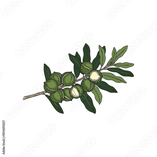 Illustration of an olive branch with green olives and leaves.