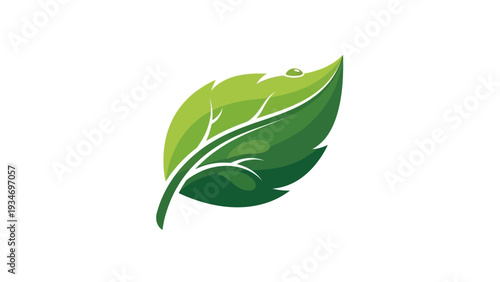 Green leaf vector illustration with a fresh water droplet.