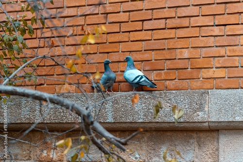 фотографія City pigeons