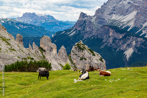 Mountain landscape with cows. Dolomites mountains. Italy