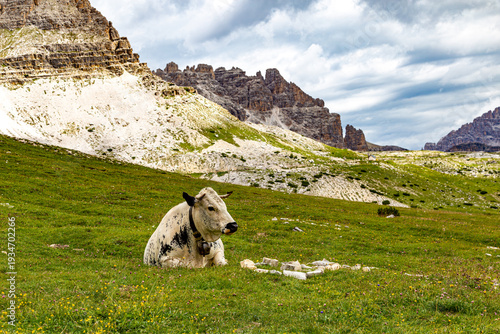 Mountain landscape with cow on meadow. Dolomites mountains. Italy