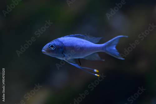 Картината върху платно The cichlid fish (eye-biter) beneath the water surface.