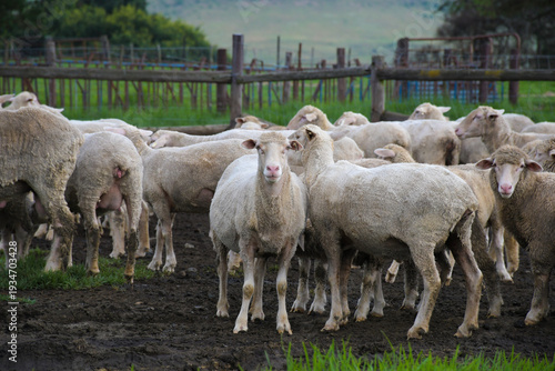 Merino sheep farm pasture land in midlands meander KZN South Africa