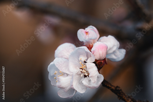 Gros plan détaillé de fleurs d'abricotier blanches et bourgeons