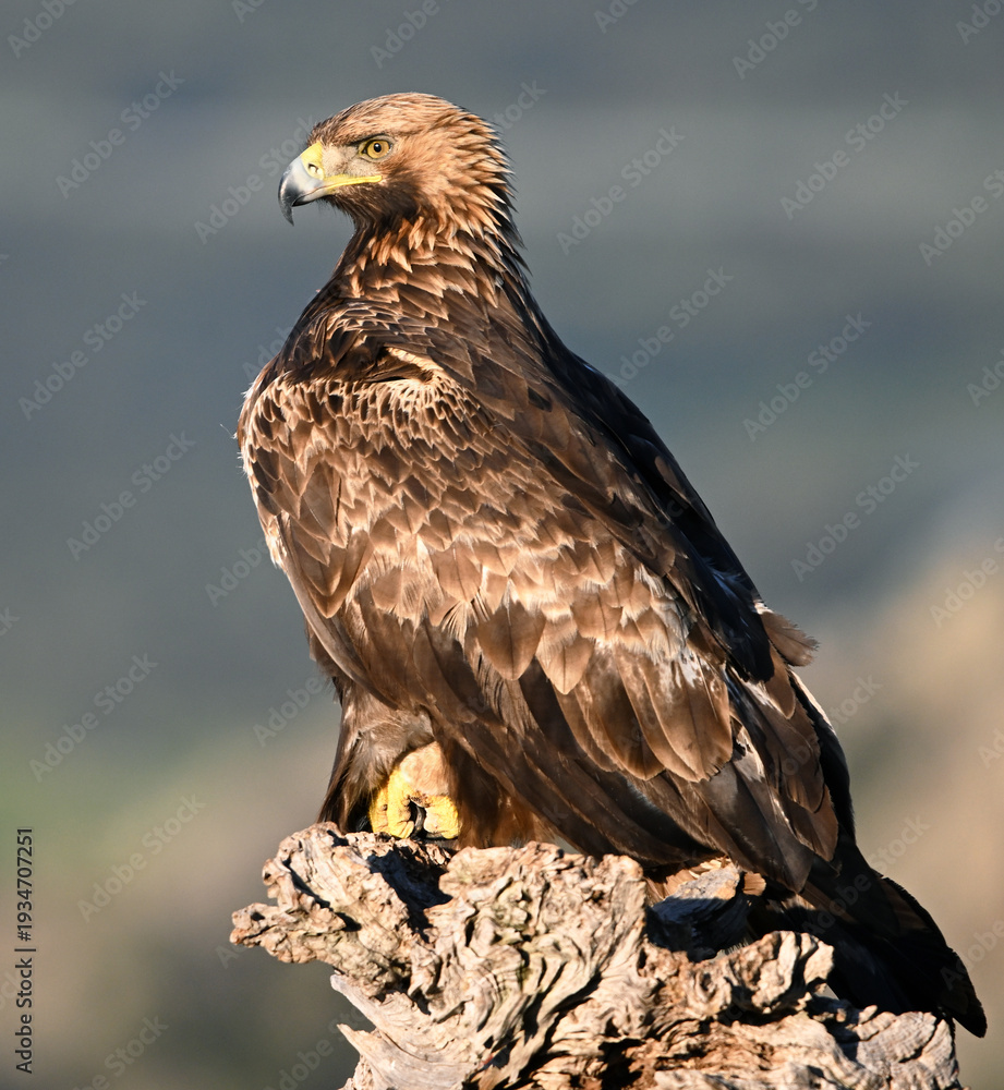 Fototapeta premium a serious eagle in freedom in spain