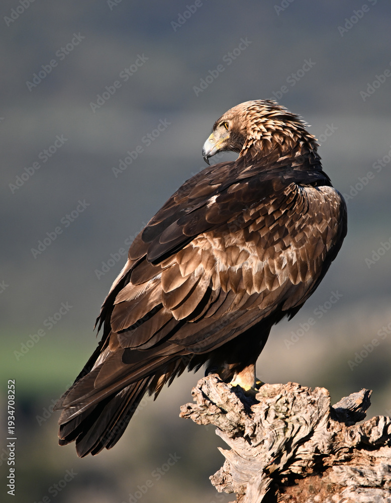 Fototapeta premium a powerful golden eagle in the mountain on spain
