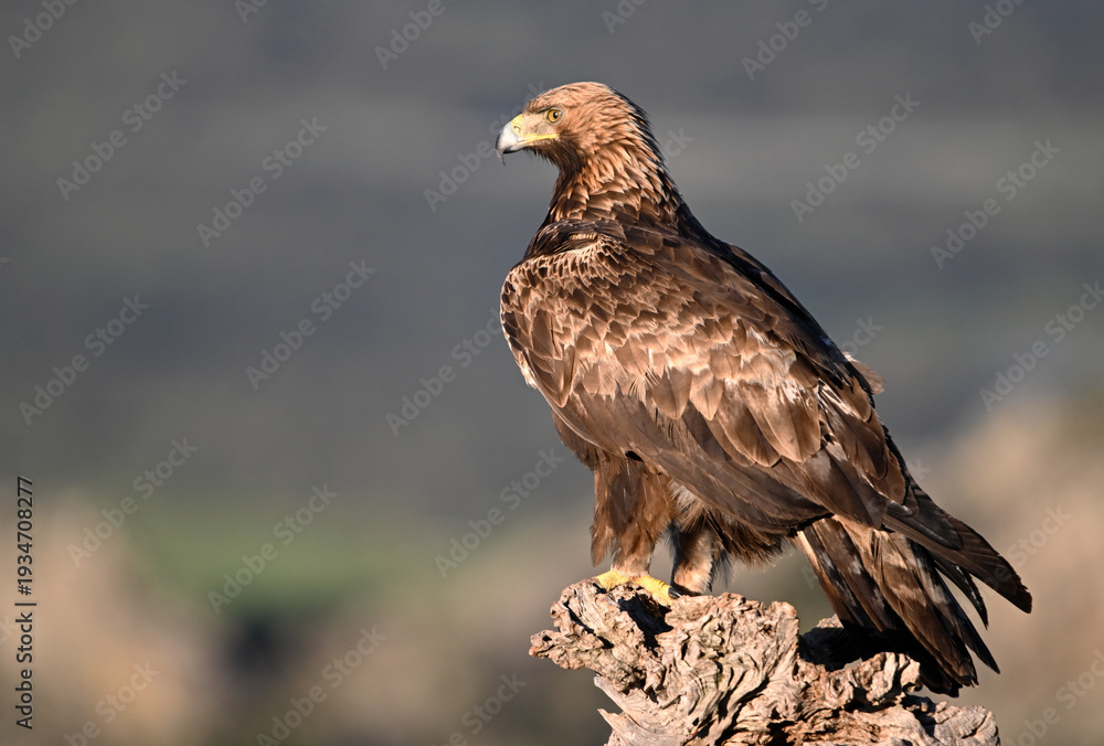 Fototapeta premium a serious eagle in freedom in spain