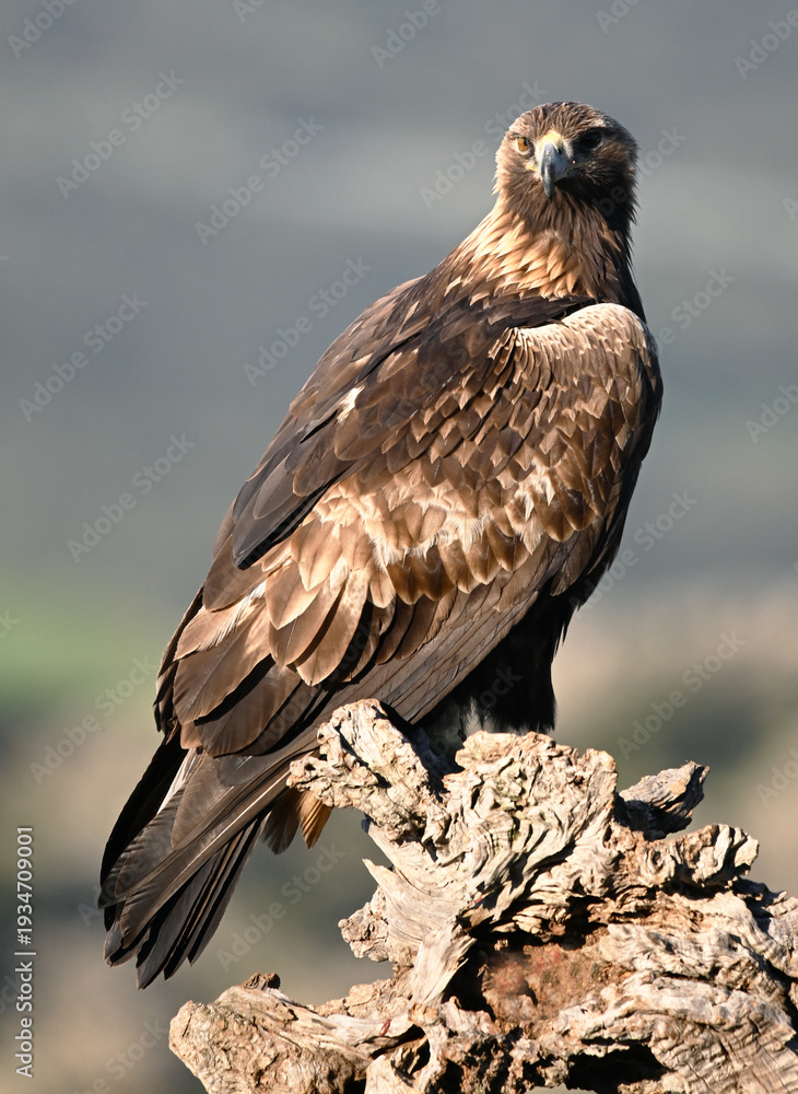 Fototapeta premium a powerful golden eagle in the mountain on spain
