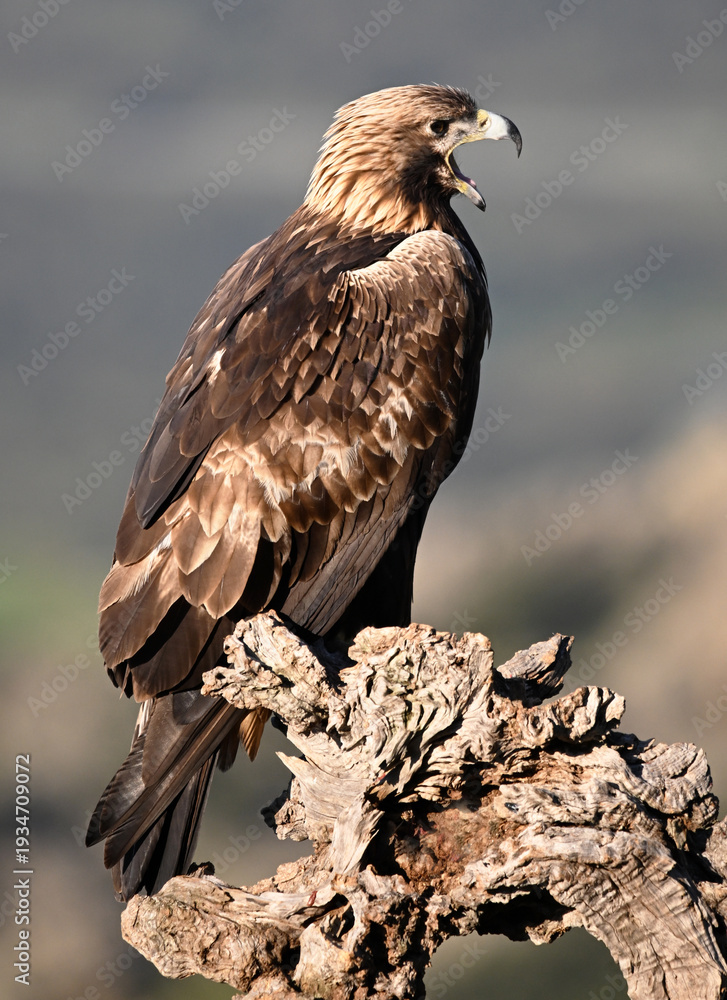 Fototapeta premium a majestic golden eagle in the mountain on spain